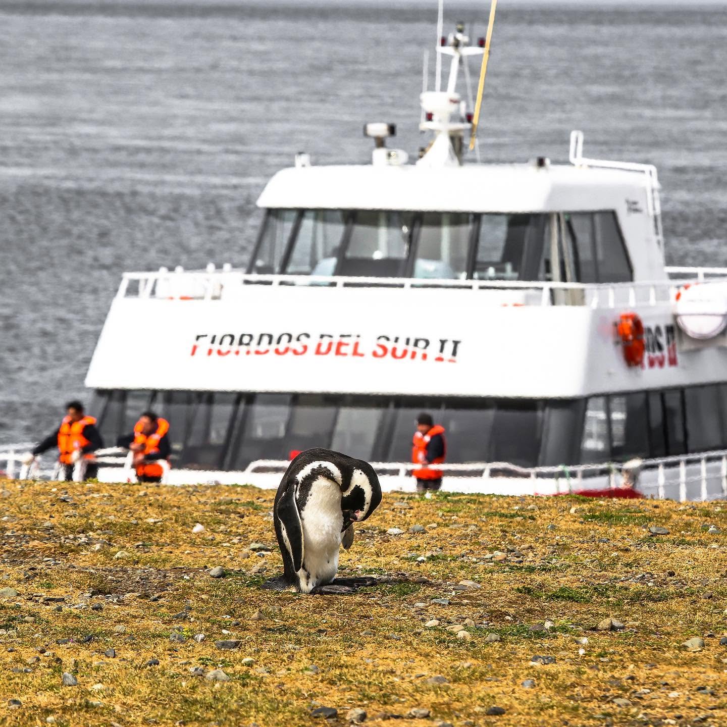 Navegación a Pingüinera Monumento Natural Isla Magdalena - Fotografía 1 | WOW Patagonia