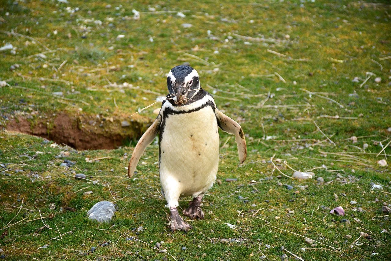 Navegación a Pingüinera Monumento Natural Isla Magdalena | WOW Patagonia Expeditions